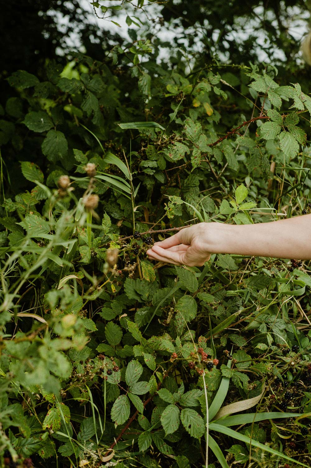 A hand foraging blackberries from a hedgerow